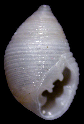 Laemodonta monilifera (H. and A. Adams, 1854)