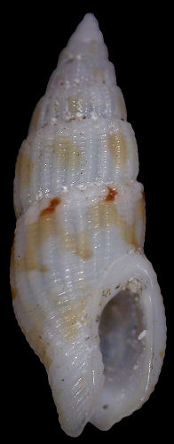 Zafrona striatula (Dunker, 1871)