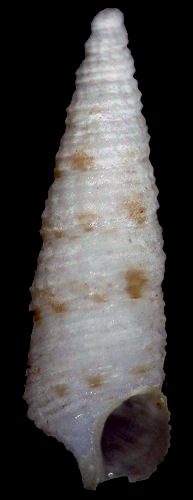 Cerithiopsis aff. subreticulata (Dunker, 1860)
