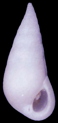 Melanella solida (Sowerby, 1865)