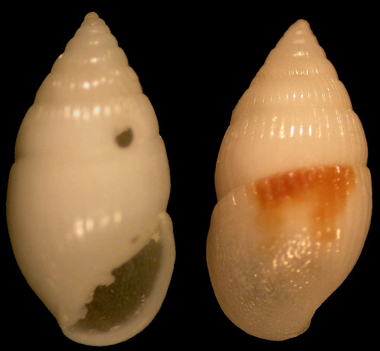 Otopleura mitralis (A. Adams, 1855)