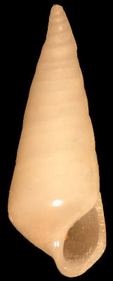 Melanella conoidalis (G. B. Sowerby II, 1865)