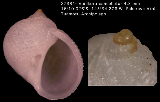 Vanikoro cancellata (Lamarck, 1822)