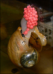 Pomacea canaliculata female depositing egg clutch on aquarium glass (1/27/2008)