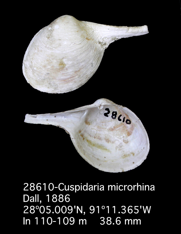 Cuspidaria microrhina Dall, 1886
