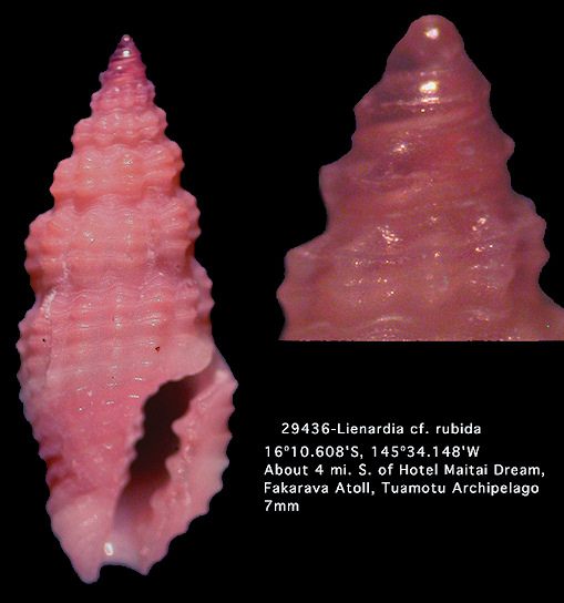 Lienardia cf. rubida (Hinds, 1844)