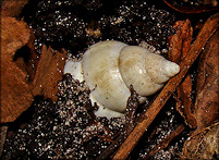 Liguus fasciatus Mller 1774 Florida Tree Snail Laying Eggs