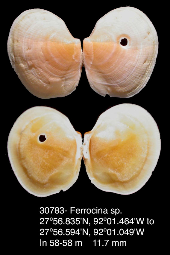 Ferrocina garciai Taylor and Glover, 2013 Paratype