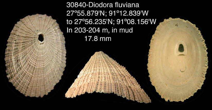 Diodora fluviana (Dall. 1889)