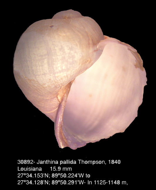 Janthina pallida W. Thompson, 1840