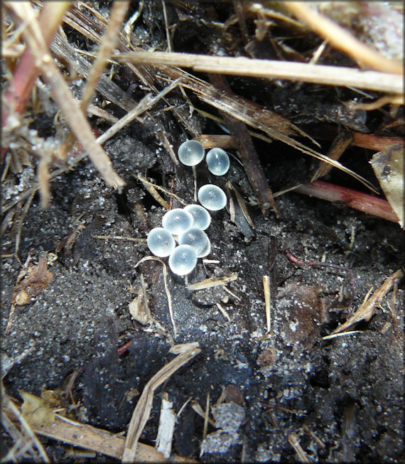 Probable Daedalochila sp. aff. hausmani Eggs Found Beneath A Thistle On 3/9/2010