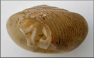 Daedalochila espiloca (Bland, 1860) syntype