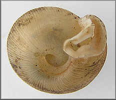 Daedalochila espiloca (Bland, 1860) syntype