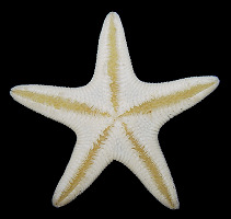 Leptychaster arcticus (Sars, 1851) Arctic Sand Star