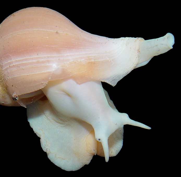 Volutopsius species C