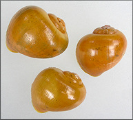 Pomacea paludosa (Say, 1829) Florida Applesnail Rare Gold Specimen
