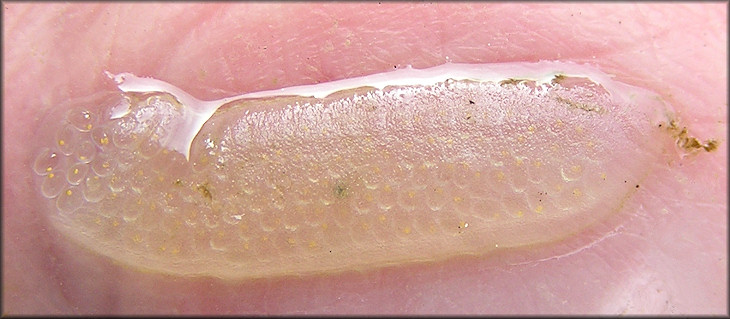 Pseudosuccinea columella (Say, 1817) Mimic Lymnaea Egg Mass