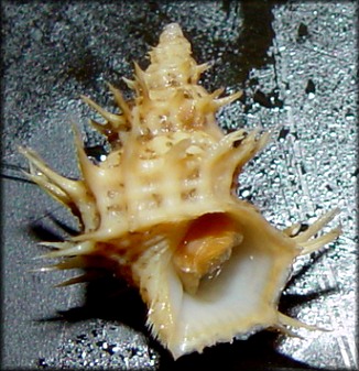 Trichotropis species