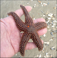 Asterias forbesi Common Sea Star