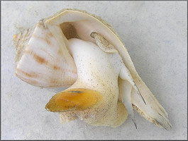 Fulguropsis spirata (Lamarck, 1816) Pear Whelk Living Specimen (Male)