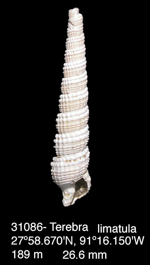 Neoterebra limatula (Dall, 1889)