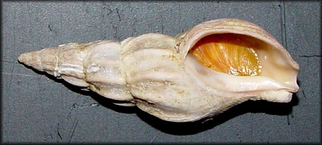 Plicifusus stejnegeri (Dall, 1884)