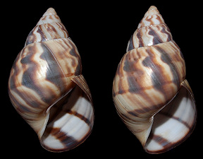Orthalicus reses reses (Say, 1830) Stock Island Tree Snail