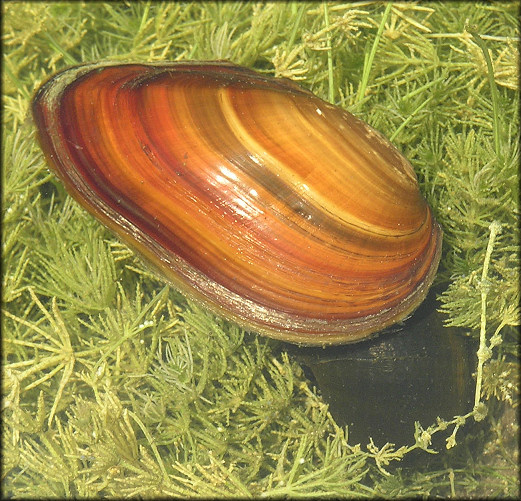Elliptio jayensis (I. Lea, 1838) Florida Spike