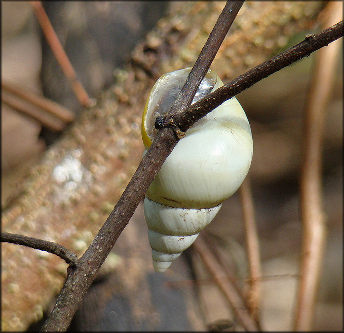 Liguus fasciatus Mller 1774 Florida Tree Snail aestivating