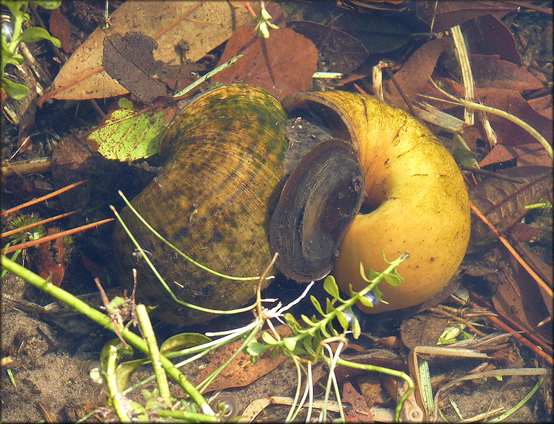 Mating pair of Pomacea maculata in the west end of the lake
