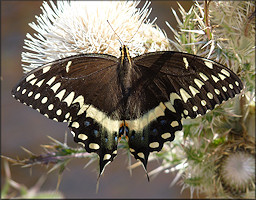 Palamedes Swallowtail Papilio palamedes