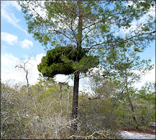 Sand Pine - Pinus clausus (Engelmann, 1877) With "Witch's Broom"