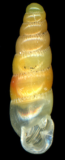 Huttonella bicolor (Hutton, 1834) Two-tone Gullela