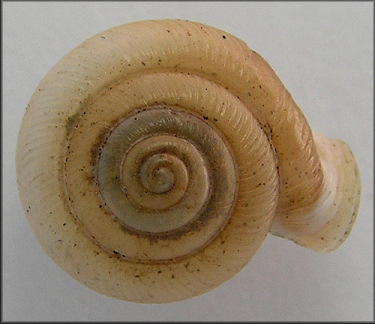 Daedalochila uvulifera striata (Pilsbry, 1940) Topotype