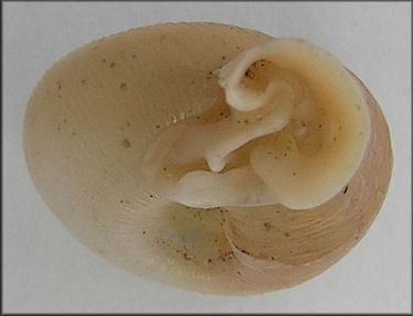 Daedalochila uvulifera striata (Pilsbry, 1940) Topotype