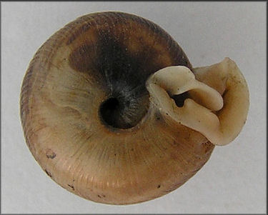 Daedalochila sp. aff. subclausa (Pilsbry, 1899) variant A, cf. Suwannee Liptooth