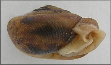 Daedalochila sp. aff. subclausa (Pilsbry, 1899) Levy Liptooth