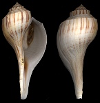 Fulguropsis plagosa (Conrad, 1863) Shouldered Pear Whelk
