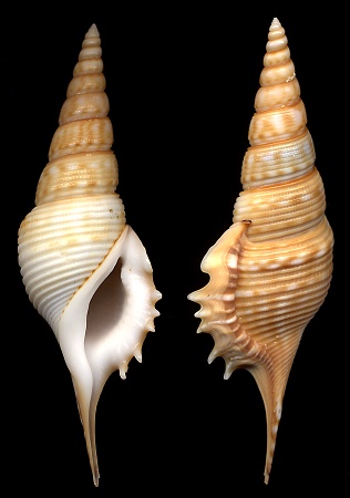 Rimellopsis powisii (Petit de la Saussaye, 1840)