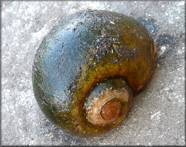Pomacea canaliculata (Lamarck, 1822)