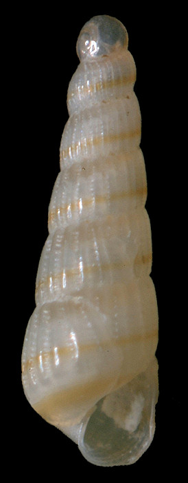Turbonilla (Pyrgiscus) species D