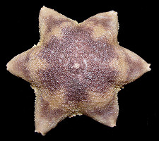 Pteraster obscurus (Perrier, 1891) " Obscure Cusion Star"