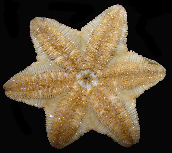 Pteraster obscurus (Perrier, 1891) " Obscure Cusion Star"