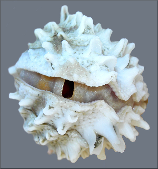 Arcinella cornuta Conrad 1866 Florida Spiny Jewel Box