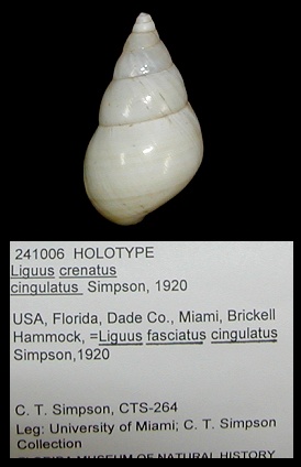 Liguus fasciatus cingulatus Simpson, 1920 Holotype