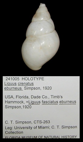 Liguus fasciatus eburneus Simpson, 1920 Holotype