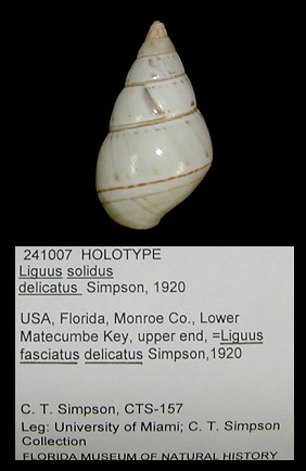 Liguus fasciatus delicatus Simpson, 1920 Holotype
