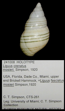 Liguus fasciatus mosieri Simpson, 1920 Holotype