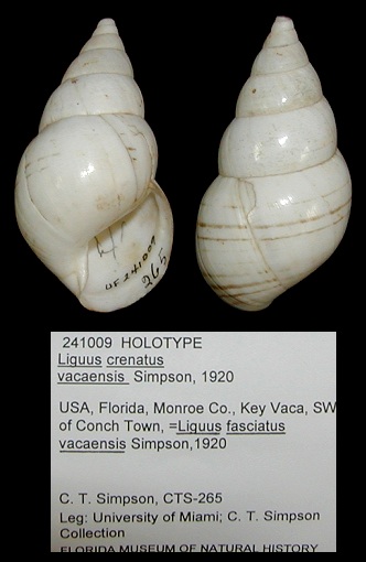 Liguus fasciatus vacaensis Simpson, 1920 Holotype