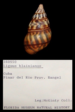 Liguus blainianus blainianus (Poey, 1851)